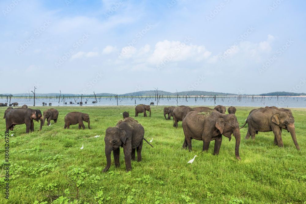 Safari at the Minneriya National Park Safari at the Minneriya National Park