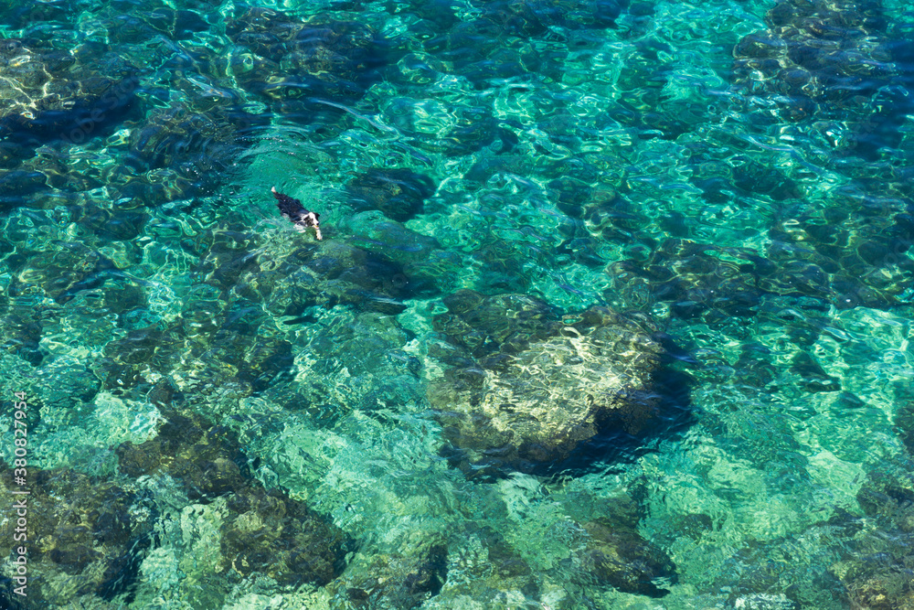Dog swimming on a beach with clear water Dog swimming on a beach with clear water