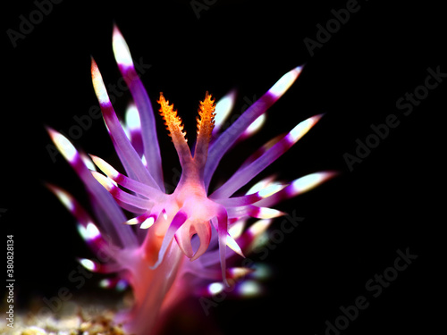 Colorful underwater macro photography