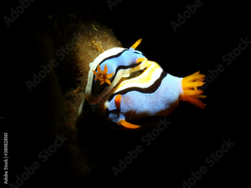 Colorful underwater macro photography