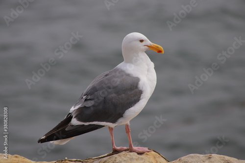 A Seagull Standing on a Rock by the Sea