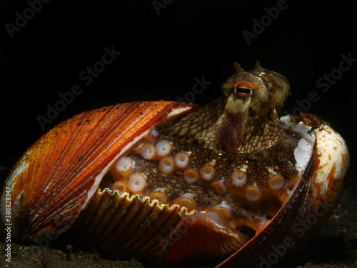 Colorful underwater macro photography