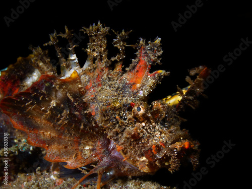 Colorful underwater macro photography