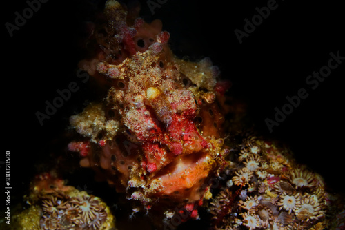 Colorful underwater macro photography © Юрий Свирский