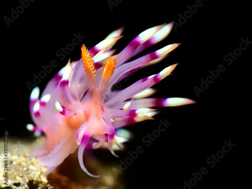 Colorful underwater macro photography