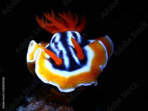 Colorful underwater macro photography