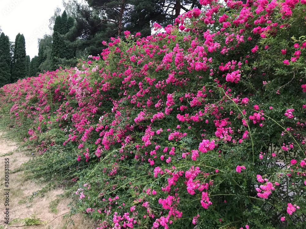 Obraz premium flowers in the garden