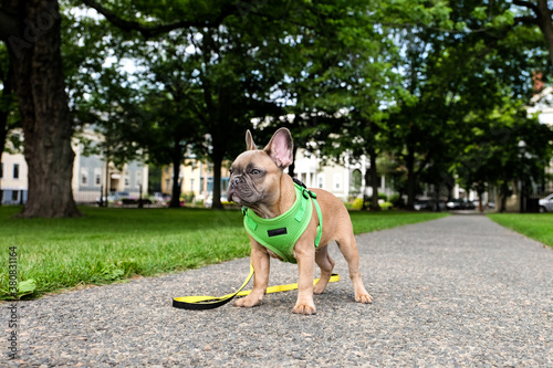 A french bulldog puppy with harness and leash standing on the sidewalk outside. photo