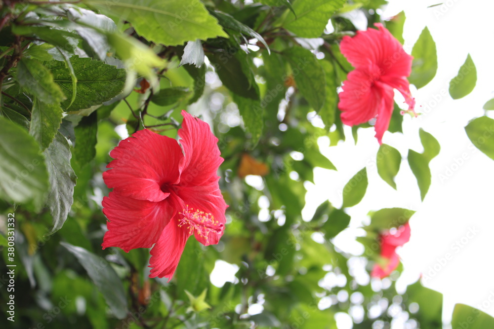 Side view of red hibiscus flowers blurred with bokeh background Side view of red hibiscus flowers blurred with bokeh background