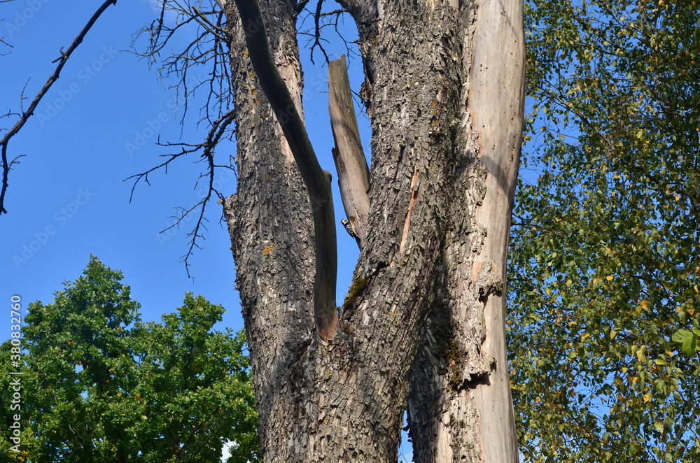 Withered dead tree on blue sky during summer Withered dead tree on blue sky during summer