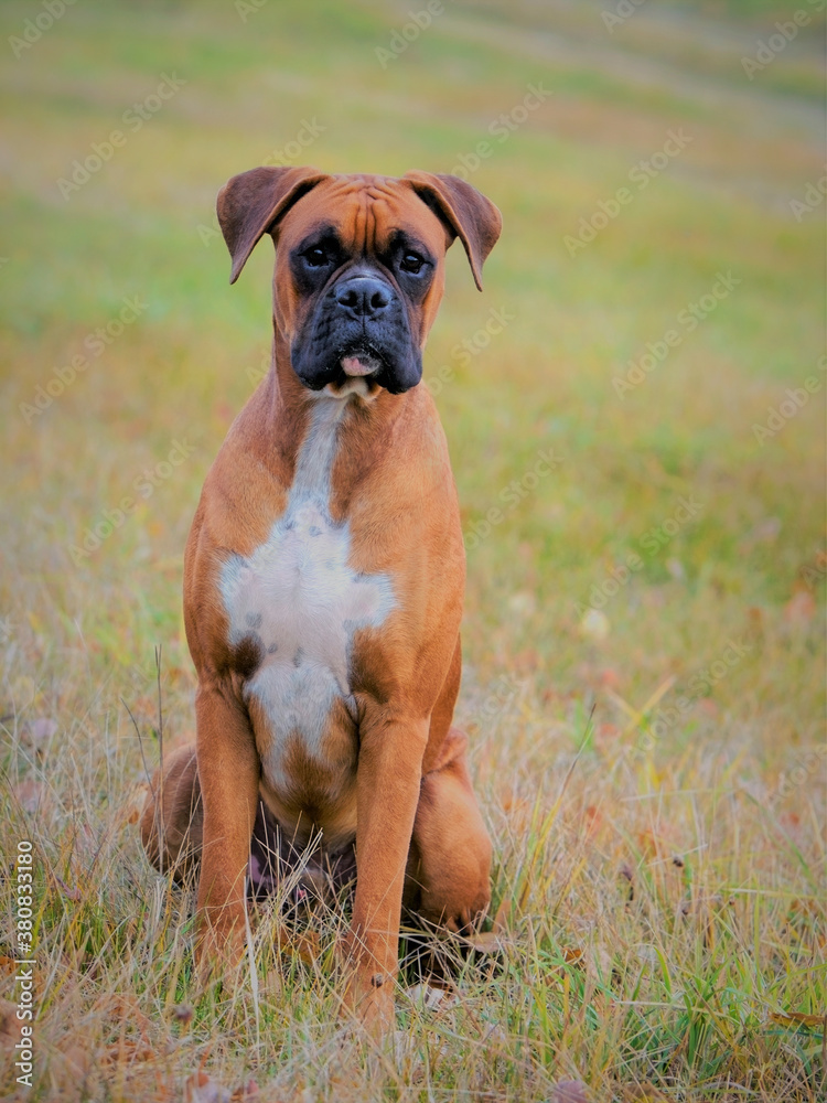 Beautiful German Boxer Dog portrait sitting in a meadow, looking, alert.