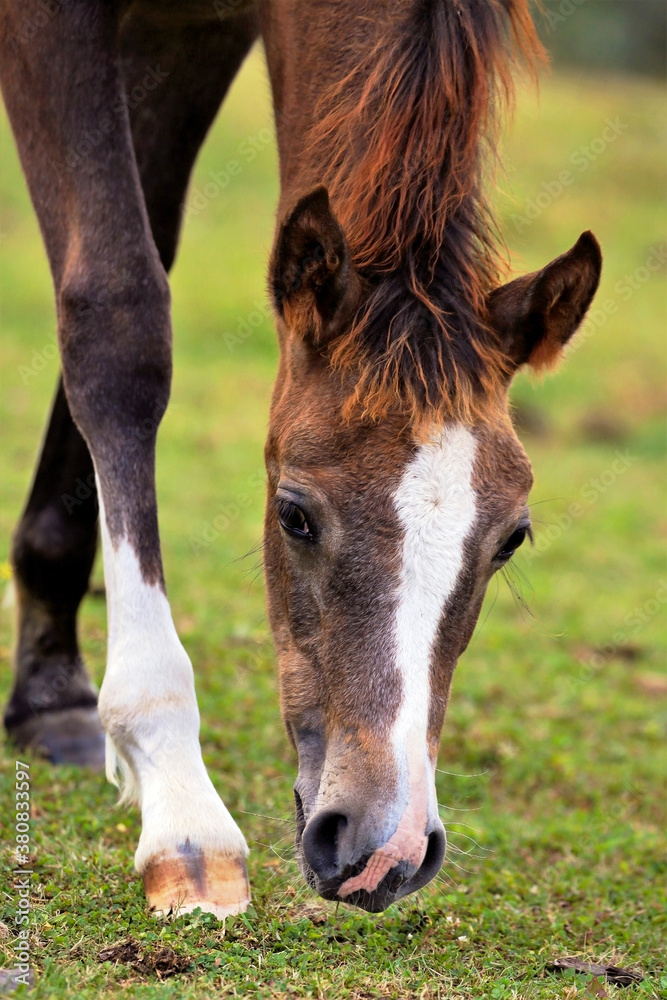 Fototapeta premium Arabian Filly horse eating grass