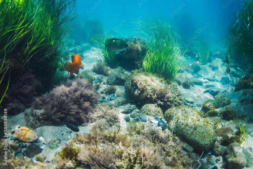 Below the surface with sea life and garibaldi. Below the surface with sea life and garibaldi.
