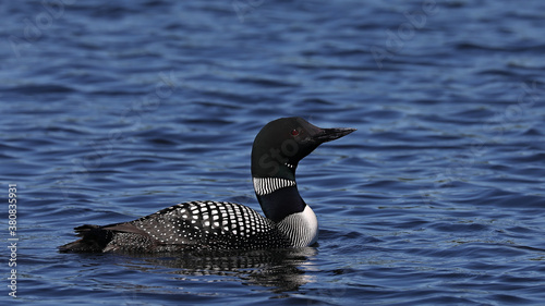 Common Loon