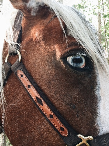 Horse photo