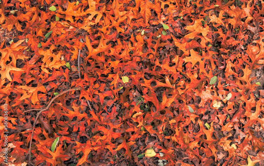 Orange autumn oak leaves background. Orange autumn oak leaves background.
