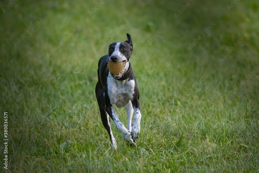 Small Spotty Greyhound Playing