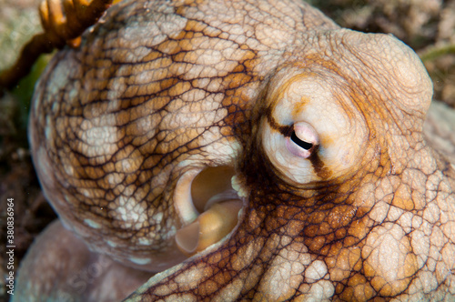 Face and Eye of Octopus photo