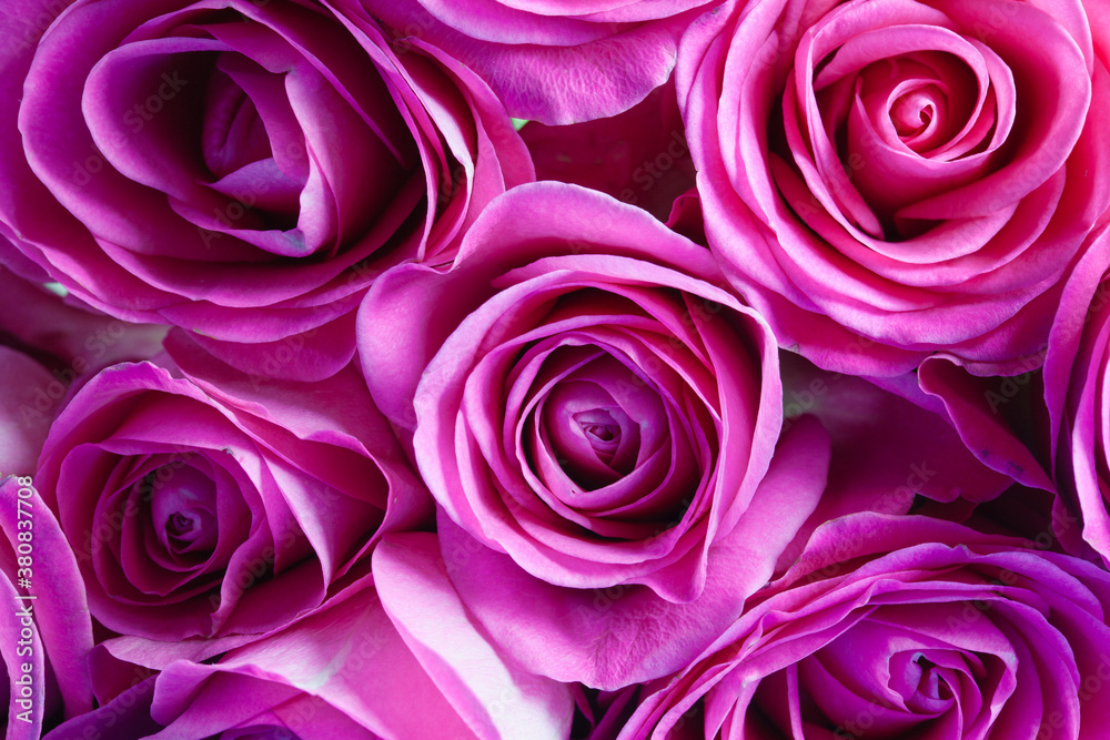 Pink roses in bloom background. Pink roses in bloom background.