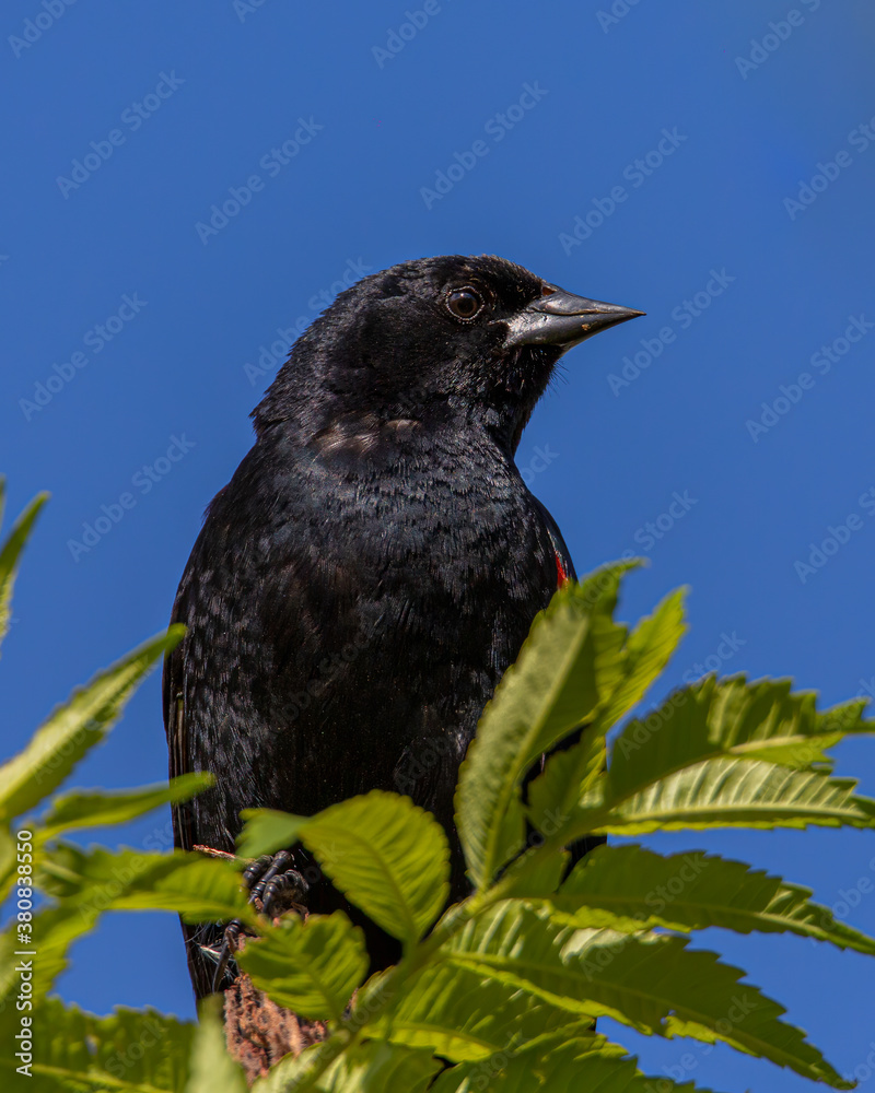 A Red-winged Blackbird perched in a tree. A Red-winged Blackbird perched in a tree.