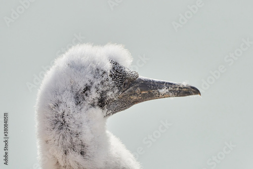 Bild auf Leinwand Close-up of a soft fluffy young Northern Gannet chick head, Island Heligoland, G