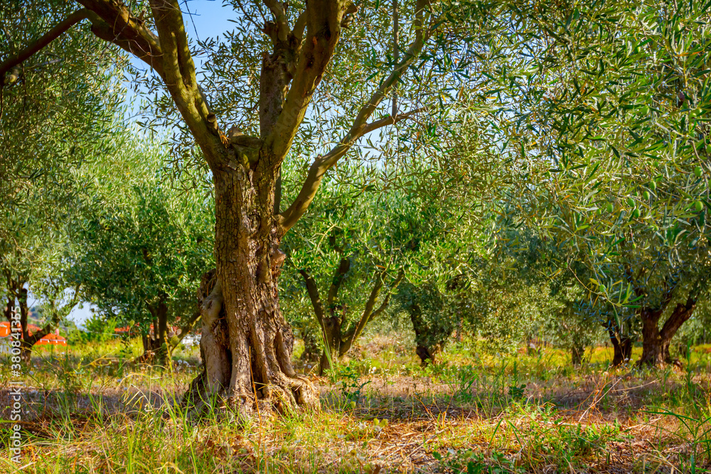 Green olive fruit in orchard