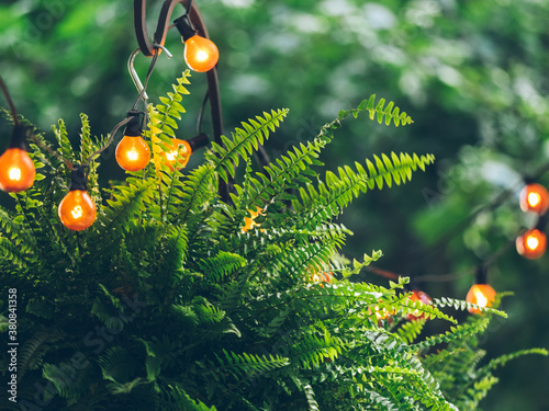 the pine tree decorated by lights photo