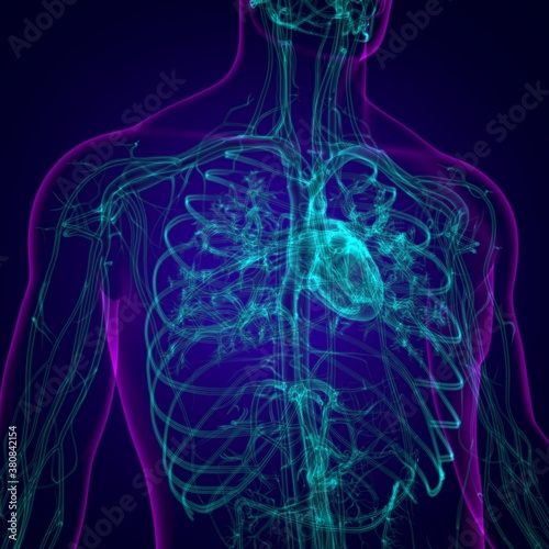 Fototapeta Naklejka Na Ścianę i Meble -  Human Heart With Circulatory System Anatomy For Medical Concept 3D