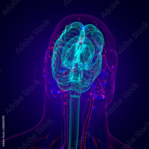Human Brain Anatomy For Medical Concept 3D