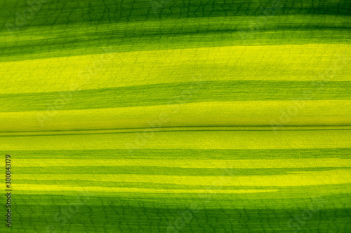 Green leaf background, texture, leaf macro, closeup