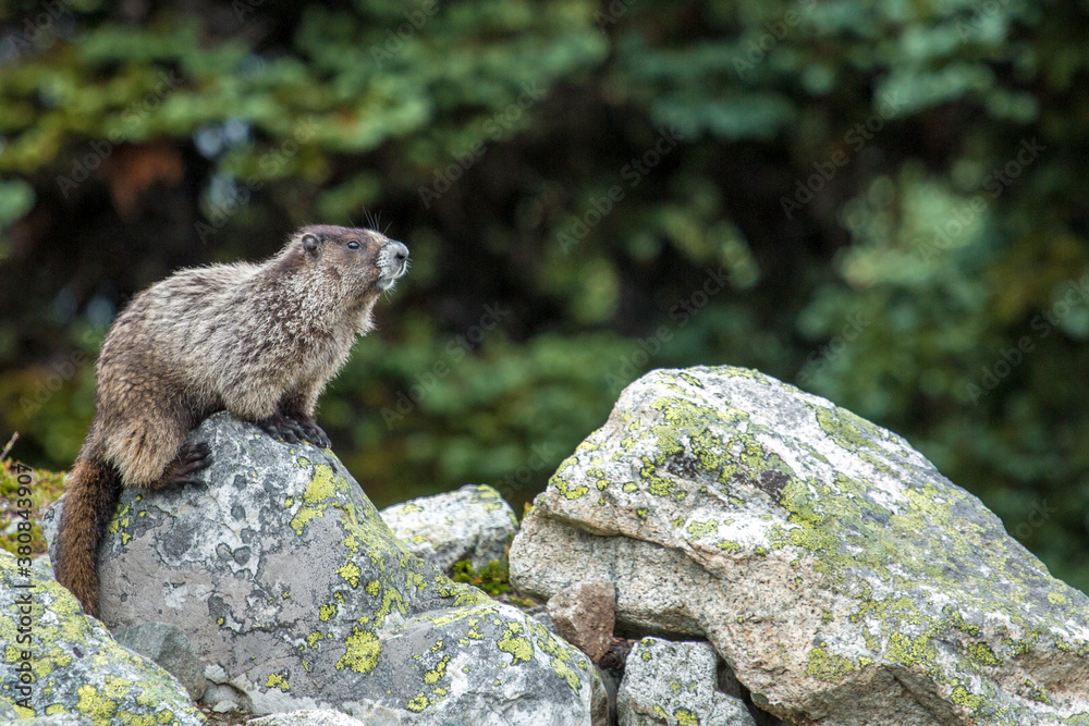 Marmots Marmots
