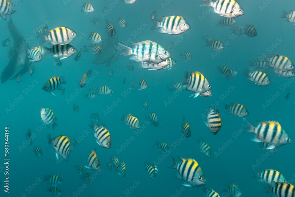Sergeant Major Fish School Swimming Underwater Sergeant Major Fish School Swimming Underwater