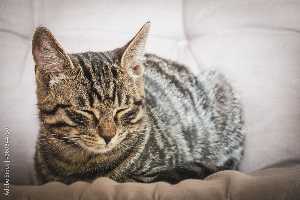  small grey European shorthair cat sitting relaxed on a sofa