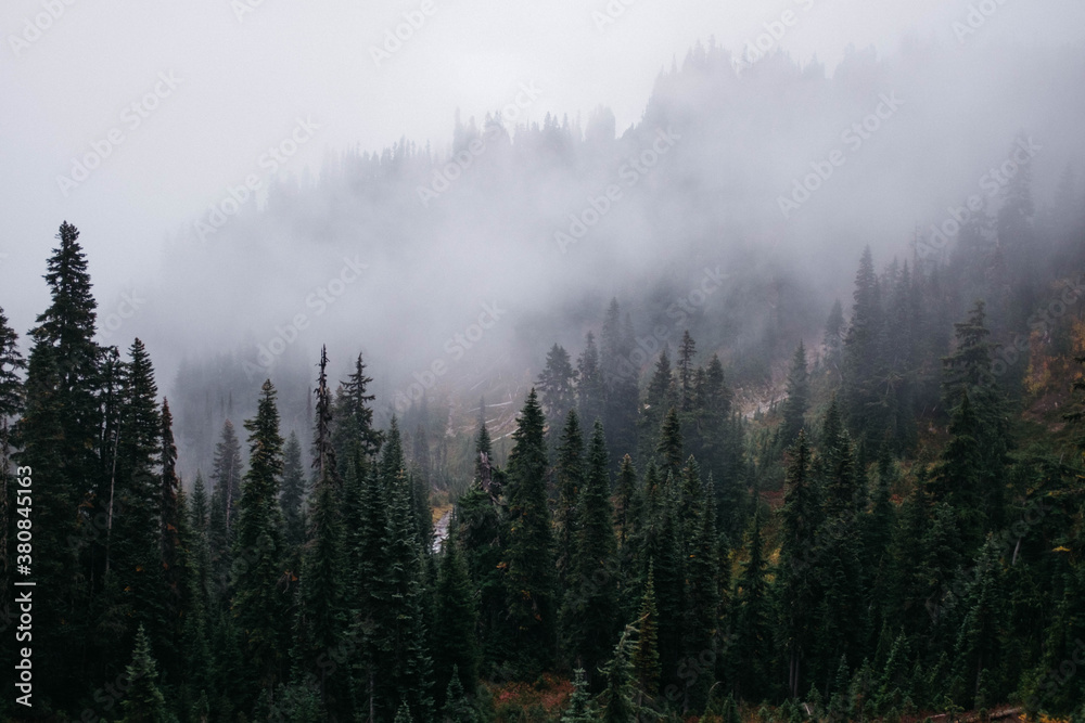 fog rising above northern pines in landscape fog rising above northern pines in landscape