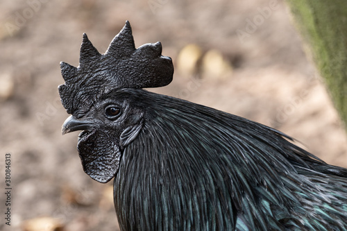 Schwarzer Hahn der Geflügelrasse Ayam Cemani photo