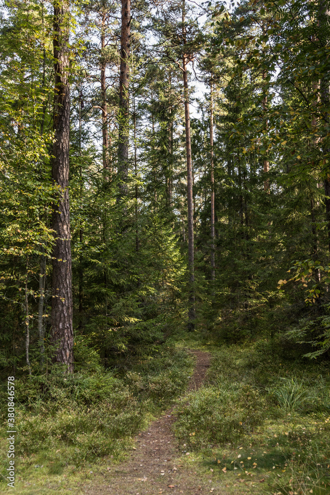 Forest in the Lahemaa National Park Forest in the Lahemaa National Park