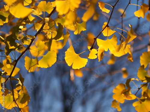 Autumn Yellow Leaf of Ginkgo 