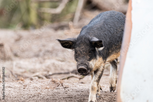 Junges ungarisches Wollschwein - Artgerechte Tierhaltung, glückliche Schweine photo