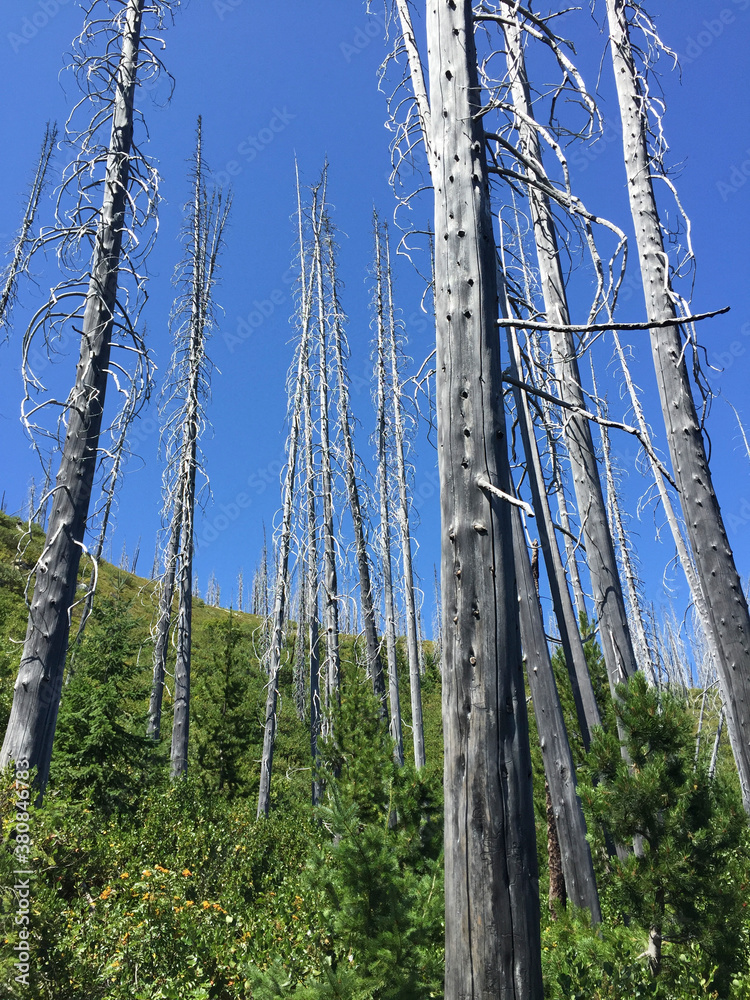 Fire damaged forest, new growth in foreground Fire damaged forest, new growth in foreground