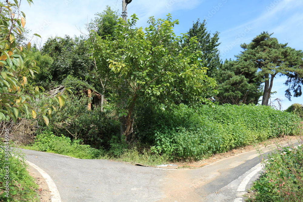 Fototapeta premium road in the park