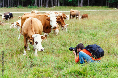 Photographer taking pictures of a cow photo