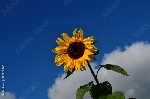 Sunflower flower on blue sky with cloud during autumn. Sunflower on sunflower field.