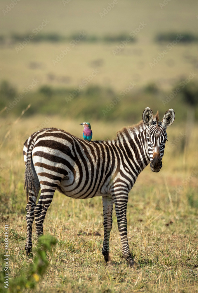 Obraz premium Vertical portrait of a baby zebra with lilac breasted roller sitting on its back in Masai Mara in Kenya