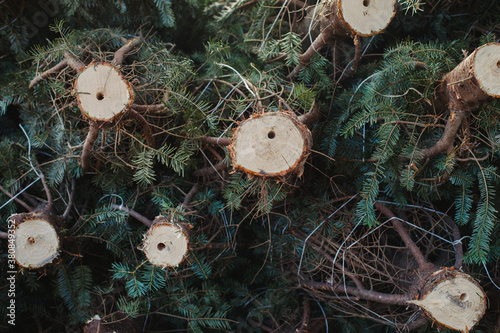 A pile of Christmas trees ready to be sold