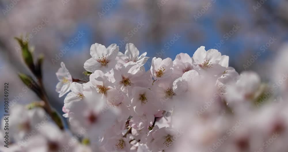 風に揺れる桜の花 風に揺れる桜の花