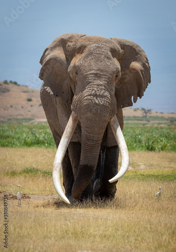 Vertical portrait of a male bull elephant with massive tusks walking towards camera with blue sky in the background in Amboseli in Kenya
