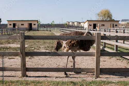 ostriches on an ostrich farm outside the fence