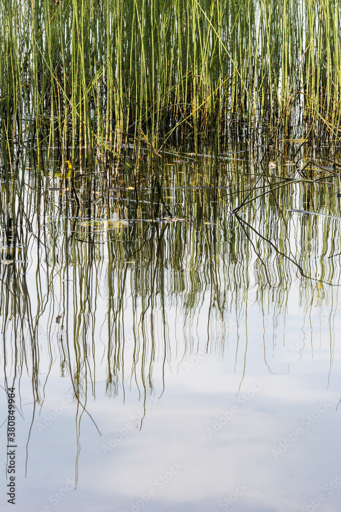 Reeds are reflecting in a lake