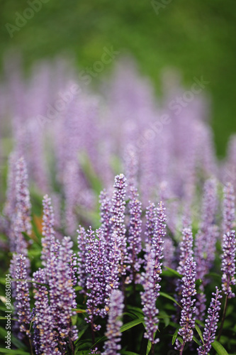 Flowering liriope muscari plant in a garden in autumn photo