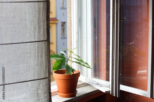Avocado plant in an earthen flower pot